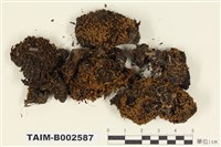 藏品(叢苔科)的圖片